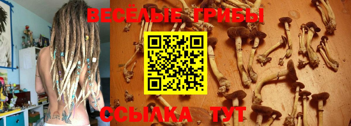 Псилоцибиновые грибы прущие грибы Донской
